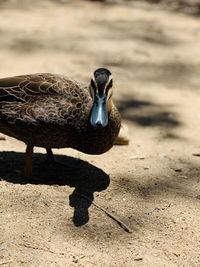 Close-up of a bird on the beach