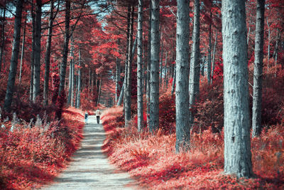 Footpath amidst trees in forest during autumn