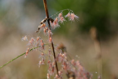 Close-up of pink flowering plant