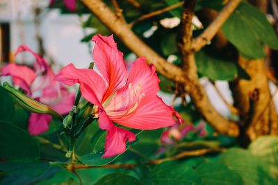 Close-up of pink flower