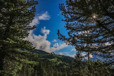 Low angle view of pine trees against sky