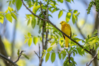 Low angle view of bird perching on tree