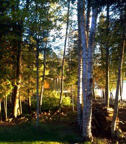 Trees in forest
