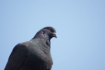 Low angle view of pigeon against clear blue sky