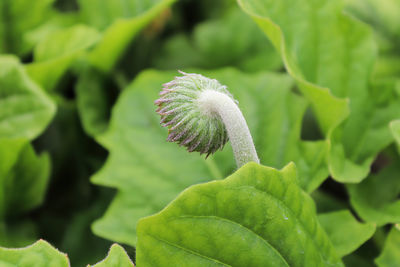 Back view of the hairy gerbera bud.