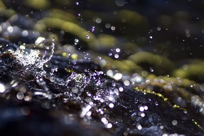 Close-up of water drops on plant