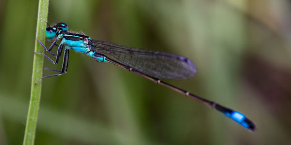 Close-up of insect on twig