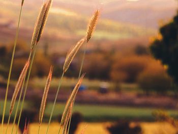 Close-up of stalks in field