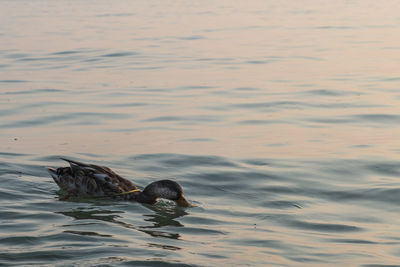 High angle view of duck swimming in lake