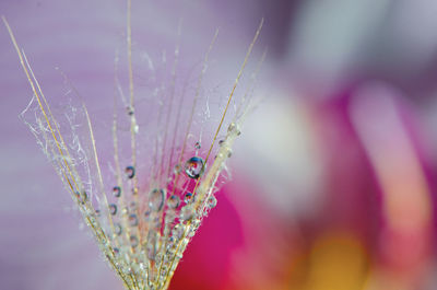 Close-up of water drops on plant