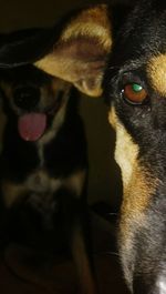 Close-up portrait of a dog