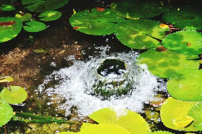 High angle view of leaves floating on water