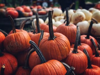 Close-up of pumpkins for sale at market stall