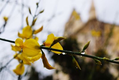 Close-up of plant