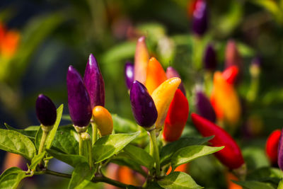 Close-up of flowers blooming outdoors