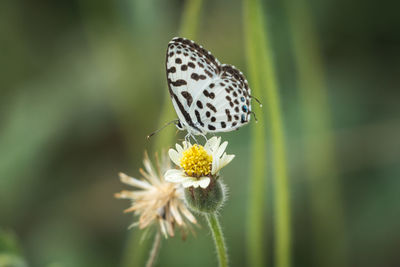 Close-up of butterfly pollinating on flower