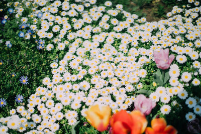 High angle view of white daisies blooming on field