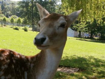 Dog looking away on grassy field
