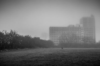 A block of flats in wythenshawe seen through the mist, with a lone dog silhouetted in the foreground