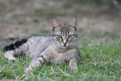 Abyssinian cat lying on the grass. looking into camera.