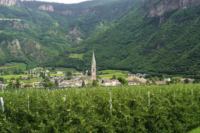 Plants growing on field by houses in village