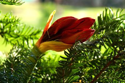 Close-up of flower against blurred background