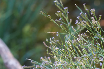 Close-up of white flowering plant