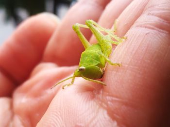 Close-up of hand holding insect