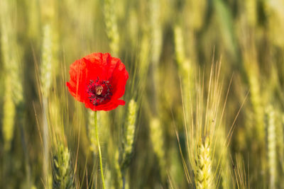 Close-up of red poppy flower on field