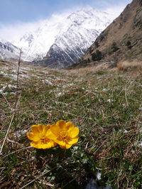 Yellow flower on field against mountain range