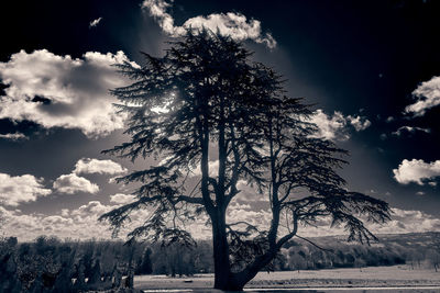 Silhouette trees on field against sky