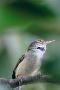 Close-up of bird perching on branch