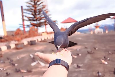 Low angle view of hand holding seagull