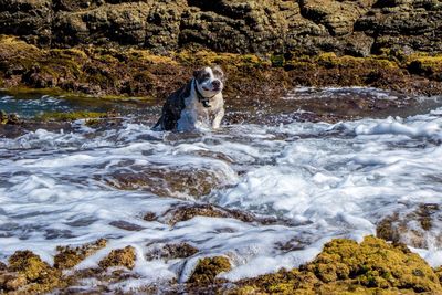 View of dog in water