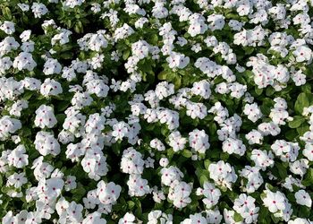 Full frame shot of white flowering plants