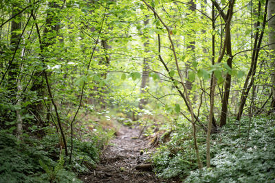 Trees in forest