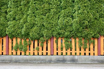 View of plants growing on wall