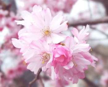 Close-up of pink flowers