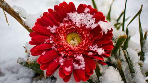 Close-up of red flowering plant during winter