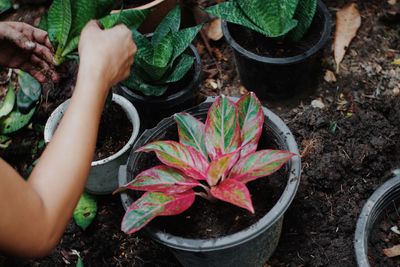 Low section of person in potted plant