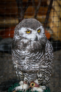 Portrait of owl perching in cage at zoo