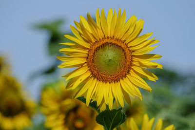 Close-up of yellow sunflower against sky