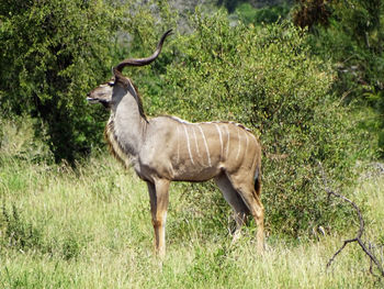 Side view of a horse on field