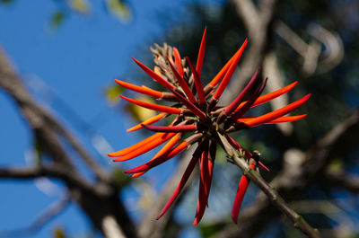 Close-up of red flower growing on tree