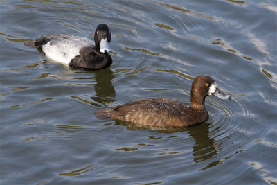 High angle view of duck swimming in lake