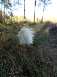 Close-up of dandelion on field