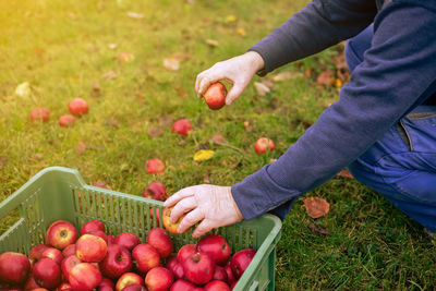 Low section of man picking apples