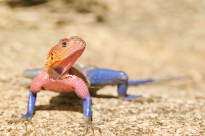 Close-up of lizard on land