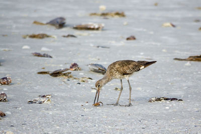 Bird in water