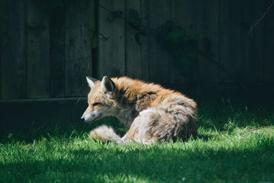 Portrait of fox on field